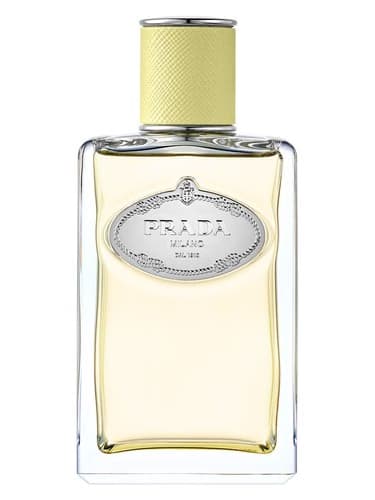 Infusion de Gingembre
