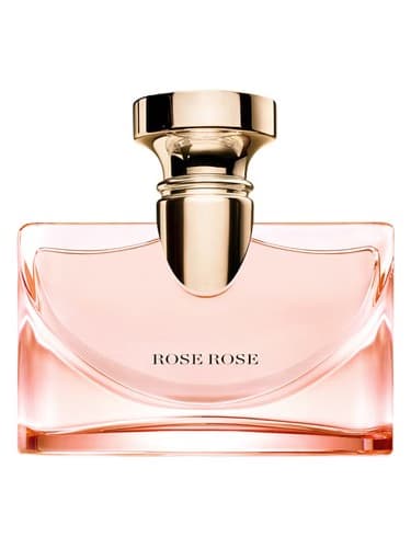 Splendida Rose Rose