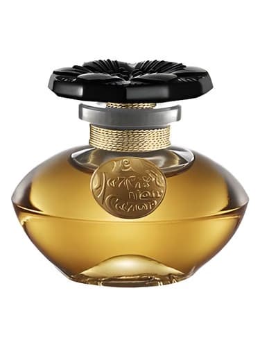 Narcisse Noir