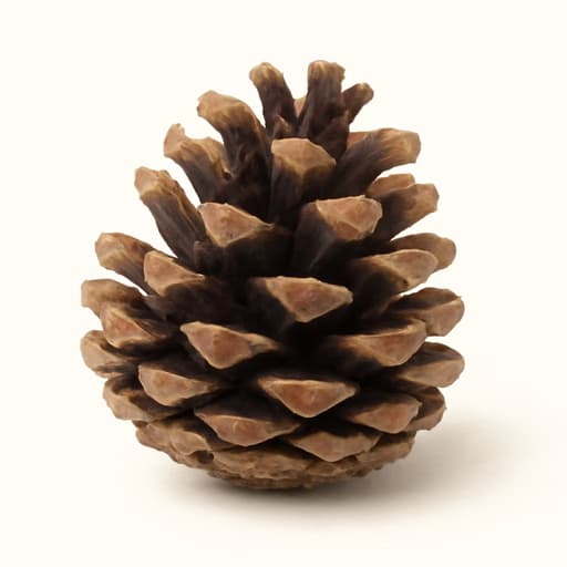 Conifer