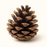 Conifer