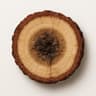 Agarwood (Oud)
