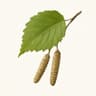 Alder
