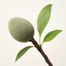 Almond tree