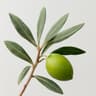 Argan Tree