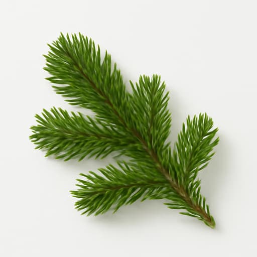 Canadian Balsam