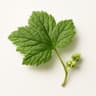 Currant Leaf and Bud