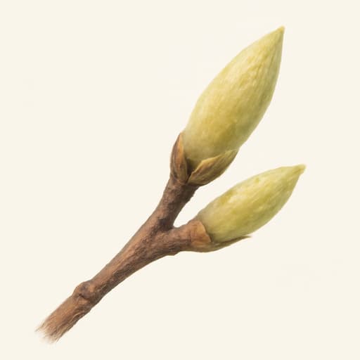 Cottonwood (Poplar)
