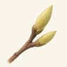 Cottonwood (Poplar)