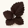 Dark Patchouli