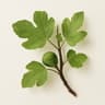 Fig tree