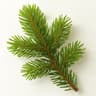 Fir