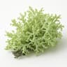 Lichen