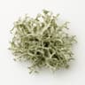 Oakmoss