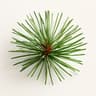 Pine Tree