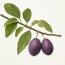 Plum Tree