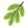 Spruce