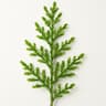 Thuja