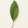 White Willow