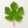 Fig Leaf