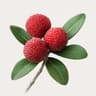 Myrica