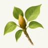 Poplar (Populus) Buds