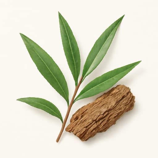 Tea Tree Oil