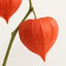 Ground Cherry