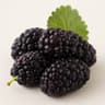Mulberry