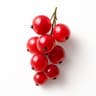 Red Currant