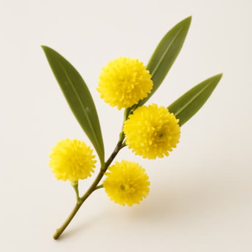 Acacia