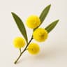 Acacia