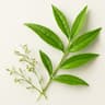 Lemon Verbena