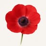 Anemone