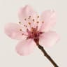 Apricot Blossom