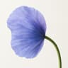 Blue Poppy
