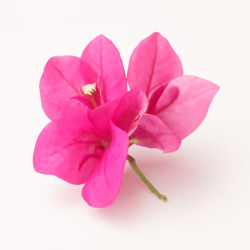 Bougainvillea