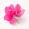 Bougainvillea