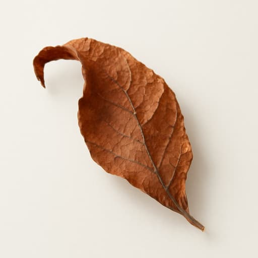 Buddleia