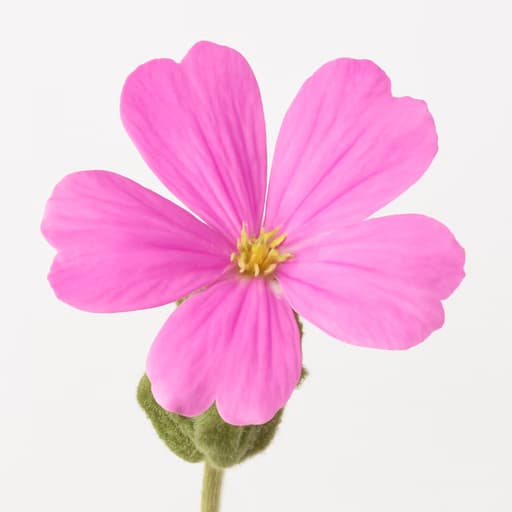 Campion Flower