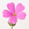 Campion Flower