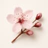 Cherry Blossom