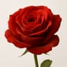 China Rose