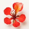 Christmas Tree or Flame Tree