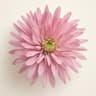 Chrysanthemum