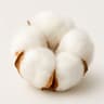 Cotton Flower