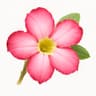 Desert Rose