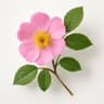 Eglantine Rose