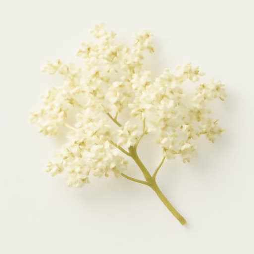 Elderflower