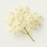 Elderflower